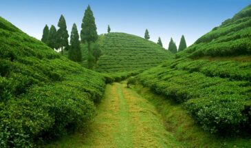 5N/6D Darjeeling Gangtok Express Package