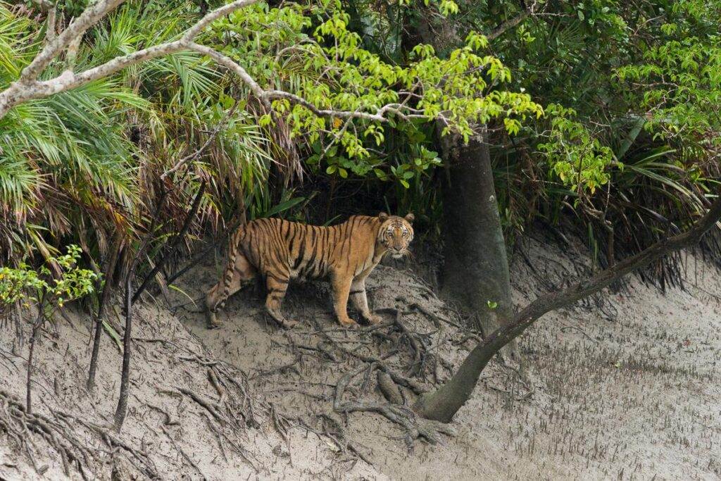 Places to Visit in Sundarbans National Park