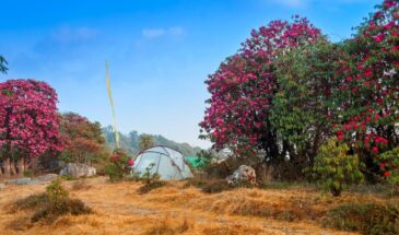 Varsey or Barsey Rhododendron Sanctuary, Sikkim