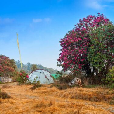 Varsey or Barsey Rhododendron Sanctuary, Sikkim
