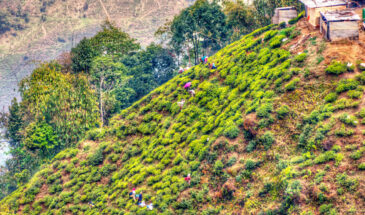 Darjeeling Tea Tourism