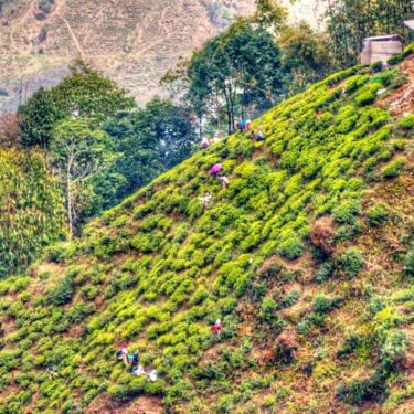 Darjeeling Tea Tourism