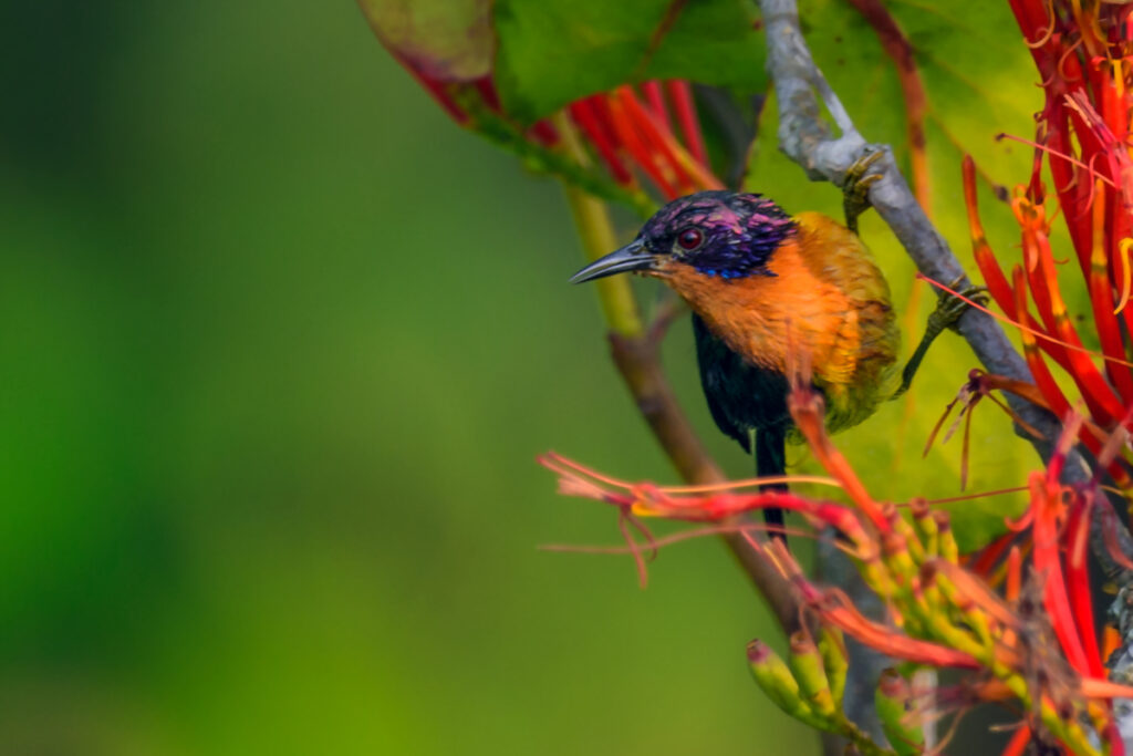 Rubi-cheeked sunbird- Sundarban Bird Festival 2024