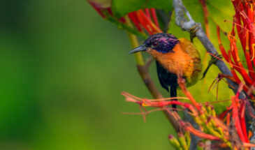 Rubi-cheeked sunbird- Sundarban Bird Festival 2024