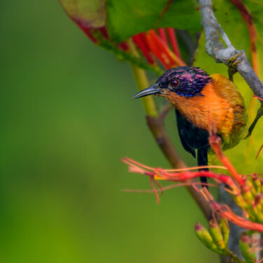 Rubi-cheeked sunbird- Sundarban Bird Festival 2024