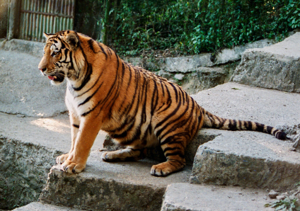 Siberian Tigers in Darjeeling Zoo