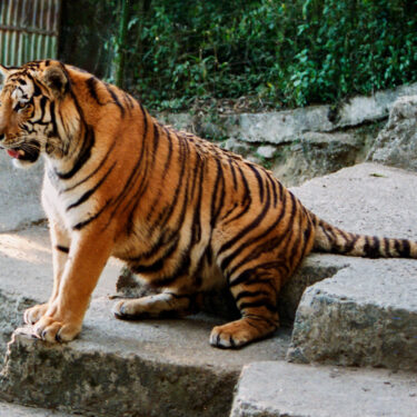 Siberian Tigers in Darjeeling Zoo