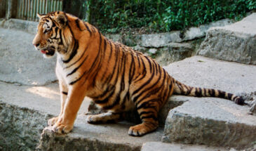 Siberian Tigers in Darjeeling Zoo