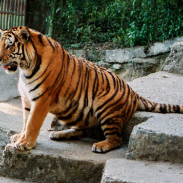 Siberian Tigers in Darjeeling Zoo