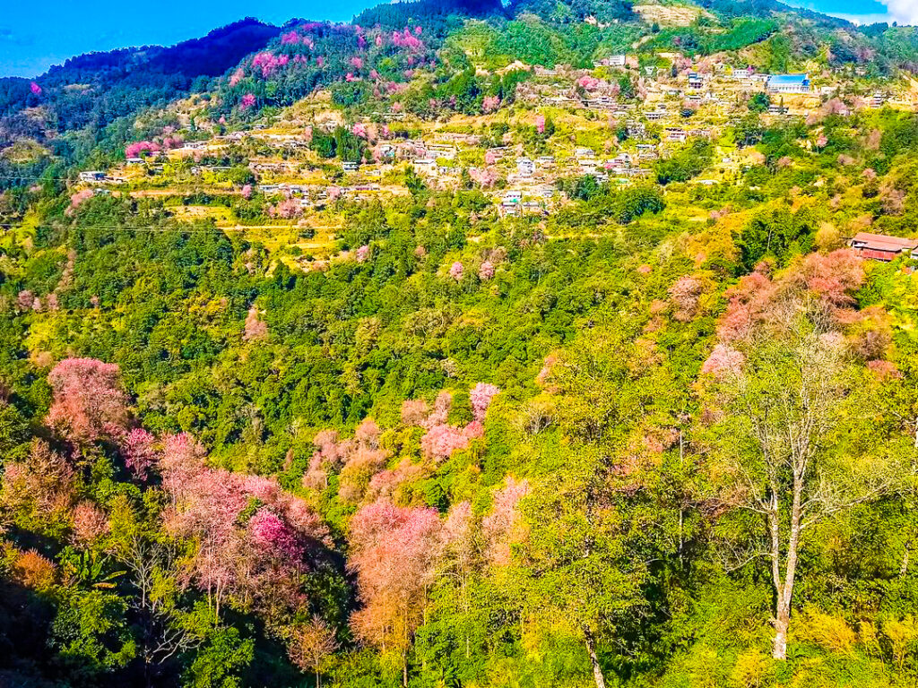 Nagaland Cherry Blossoms Travel Guide