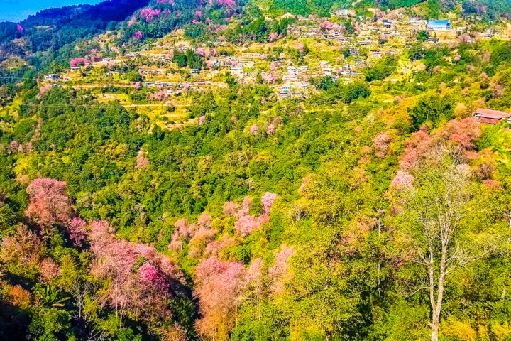 Nagaland Cherry Blossoms Travel Guide