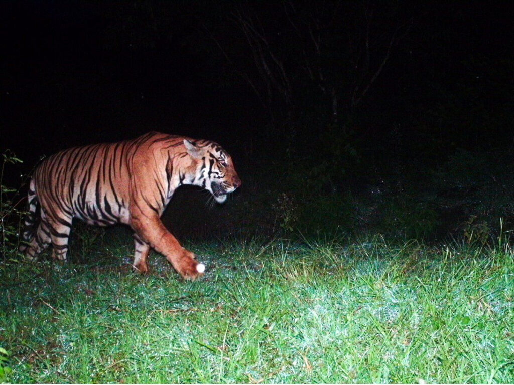 Revival of the Royal Bengal Tiger in Buxa: A Conservation Triumph