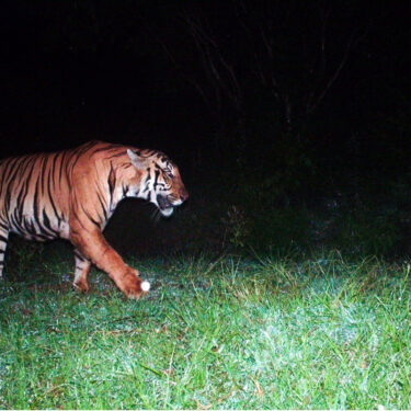 Revival of the Royal Bengal Tiger in Buxa: A Conservation Triumph