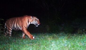 Revival of the Royal Bengal Tiger in Buxa: A Conservation Triumph