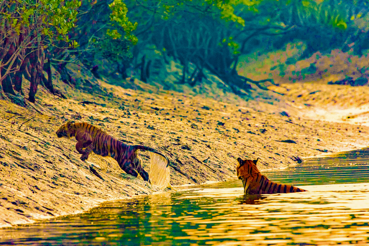 The Charismatic Megafauna of the Mangrove Ecosystem: A Mother and her Brave Cub in Sundarban Tiger Reserve, Near Sudhanyakhali, West Bengal, India