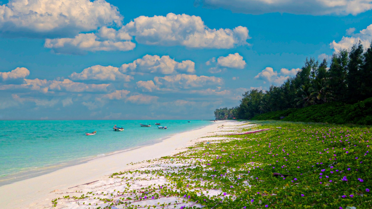 Kadmat Beaches: Beneath the shade of Casuarina trees, white sands adorned with Beach Morning Glory blooms, while the turquoise lagoon whispers tales of serenity.