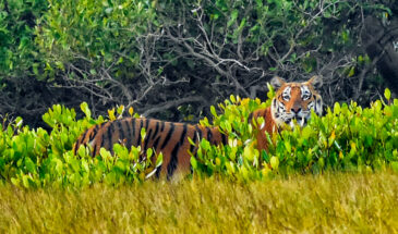 Phuleshwari Tigress with Her Cubs Entertaining the Tourists to Sunderban National Park throughout the Winter Holiday
