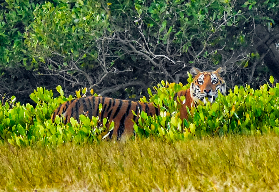 Phuleshwari Tigress with Her Cubs Entertaining the Tourists to Sunderban National Park throughout the Winter Holiday