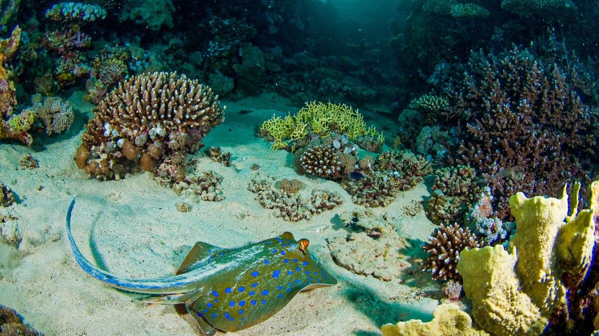 Cinque Islands are famous for their vibrant coral reefs with rich marine bio-diversity.