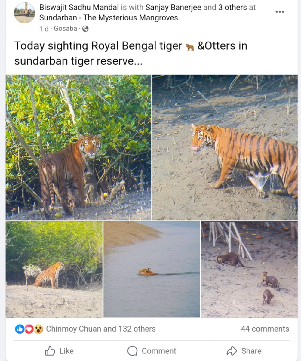 A Recent Tiger Sighting in Sundarbans' Burirdabri Forest