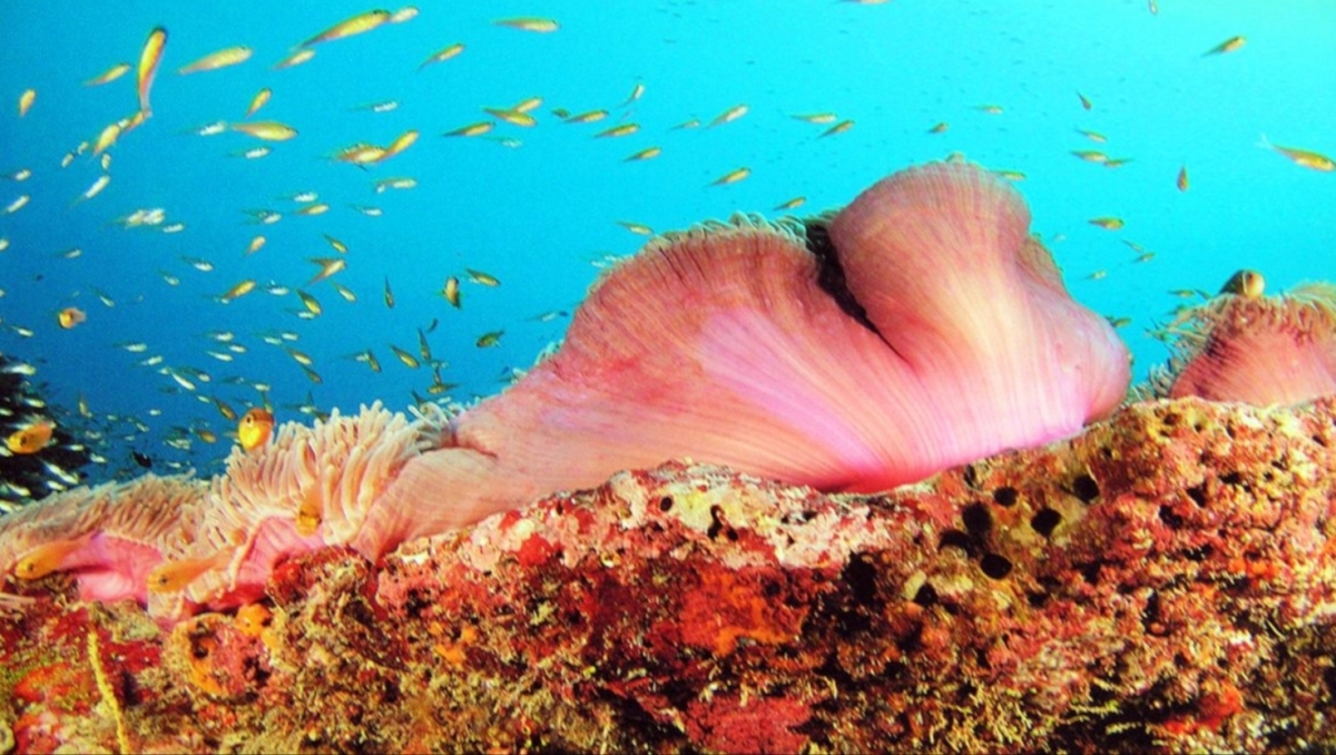 Bitra Island ha the Highest Coverage of Live Coral (32.5%) in the Lakshadweep, India.