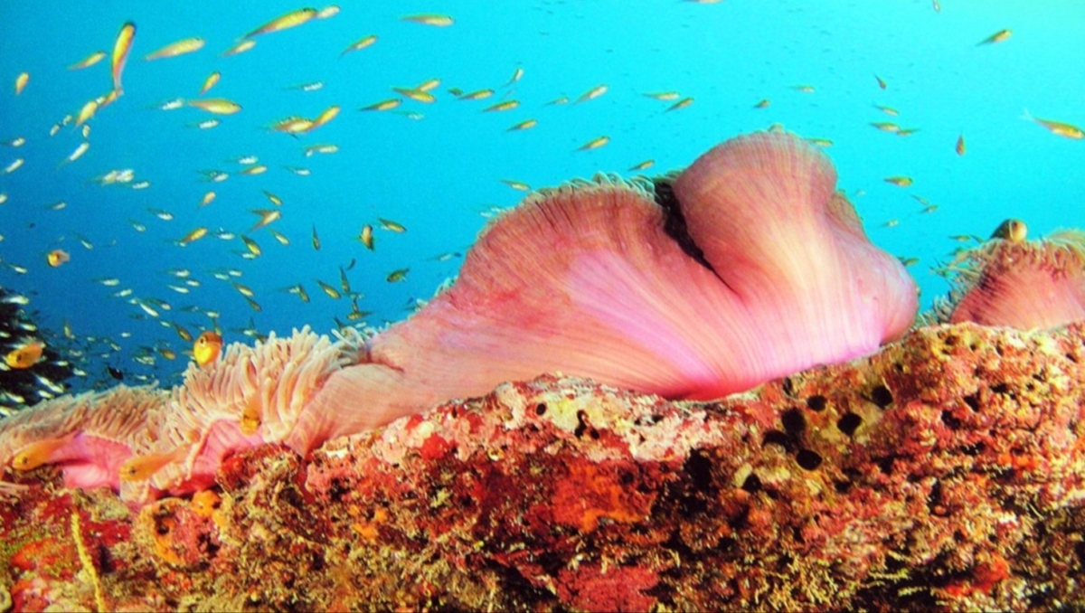 Bitra Island ha the Highest Coverage of Live Coral (32.5%) in the Lakshadweep, India.