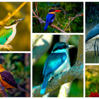 Jharkhali's Sundarban Wild Animals Park Expands Horizon with Exclusive Bird Enclosures