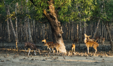 Plastic-Free Sundarbans Tiger Reserve: Authorities Implement Strict Measures for Responsible Tourism