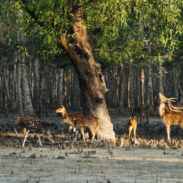 Plastic-Free Sundarbans Tiger Reserve: Authorities Implement Strict Measures for Responsible Tourism