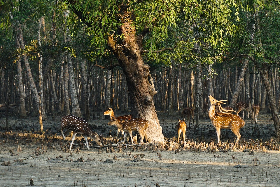 Plastic-Free Sundarbans Tiger Reserve: Authorities Implement Strict Measures for Responsible Tourism