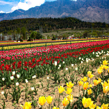 Kashmir Tulip Festival 2024 Set to Unveil Asia's Largest Tulip Garden