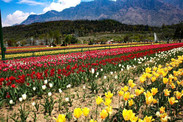 Kashmir Tulip Festival 2026: Asia's Largest Tulip Garden: Kashmir Tour Packages from Kolkata
