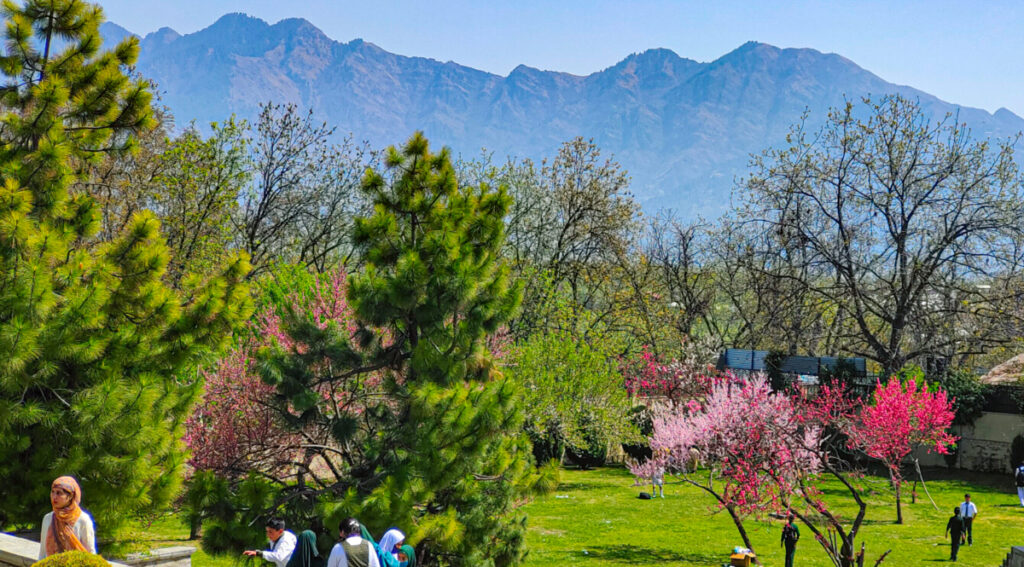 Badamwari Greets Tourists with Its Stunning Almond Bloom Marking the Onset of Spring in Kashmir