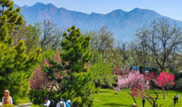 Badamwari Greets Tourists with Its Stunning Almond Bloom Marking the Onset of Spring in Kashmir