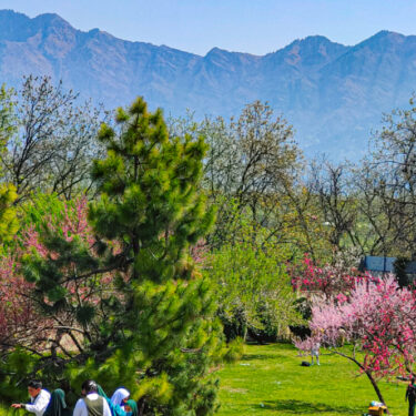 Badamwari Greets Tourists with Its Stunning Almond Bloom Marking the Onset of Spring in Kashmir