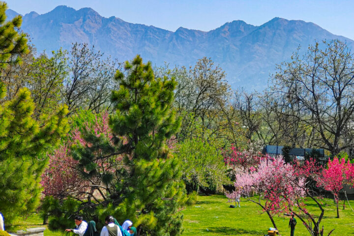 Badamwari Greets Tourists with Its Stunning Almond Bloom Marking the Onset of Spring in Kashmir