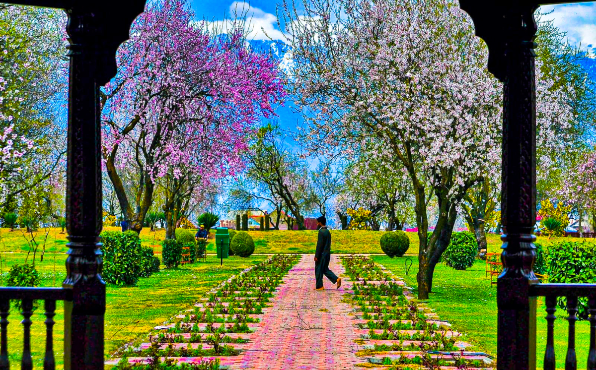 Almond Bloom in Badamwari Park, Srinagar