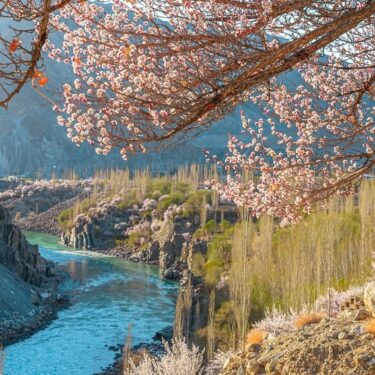 The apricot blossoms in Takmachik village..
