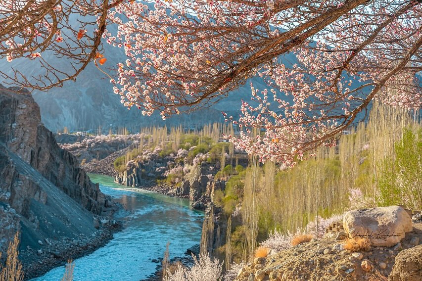The apricot blossoms in Takmachik village..