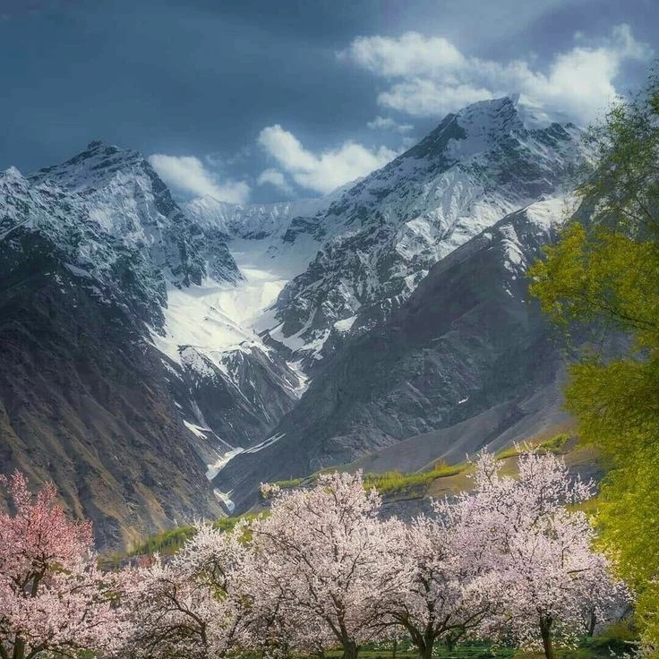 Travel Guide to the Apricot Blossom Festival in Ladakh