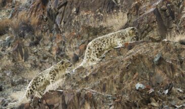 Hemis National Park Travel Guide: Ladakh's Mountains of Snow Leopards