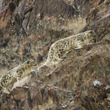 Hemis National Park Travel Guide: Ladakh's Mountains of Snow Leopards