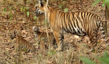 Guru Ghasidas-Tamor Pingla Tiger Reserve