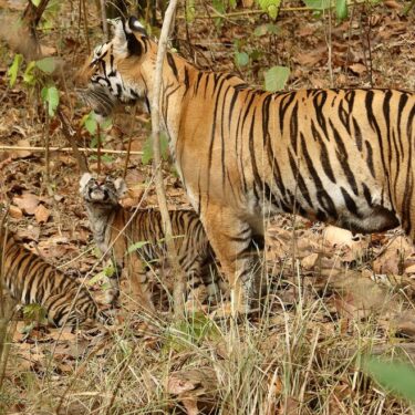 Guru Ghasidas-Tamor Pingla Tiger Reserve