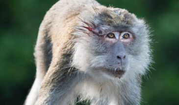 Ramayana's Hanuman-Associated Macaque Monkeys at Risk from Great Nicobar Project