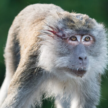 Ramayana's Hanuman-Associated Macaque Monkeys at Risk from Great Nicobar Project