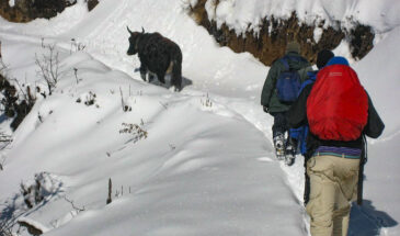 Sandakphu in February: Darjeeling Snow Tour Package