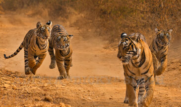 Bengal tiger cubs engaging in a playful chase with their mother in Ranthambore, exemplifying the typical scenes found in India’s tiger reserves, where wildlife enthusiasts often enjoy the thrill of spotting tigers in their natural habitat. Reserves such as Bandhavgarh, Kanha, and Jim Corbett also provide opportunities to witness similar affectionate interactions among tiger families