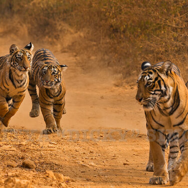 Bengal tiger cubs engaging in a playful chase with their mother in Ranthambore, exemplifying the typical scenes found in India’s tiger reserves, where wildlife enthusiasts often enjoy the thrill of spotting tigers in their natural habitat. Reserves such as Bandhavgarh, Kanha, and Jim Corbett also provide opportunities to witness similar affectionate interactions among tiger families