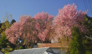 Japan Partners with Meghalaya for 2024 Shillong Autumn Cherry Blossom Festival
